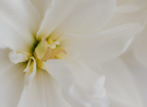 Welcoming your thoughts as beloved friends.